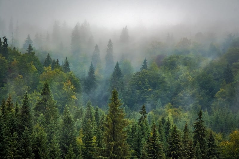 Whispering Pines